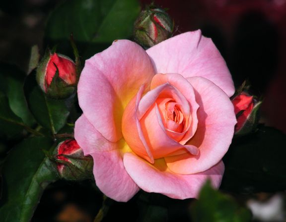 Pinocchio photo pin2013_06200032_zpsacdcd7e2.jpg